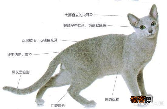 为什么很少人养俄罗斯蓝猫？