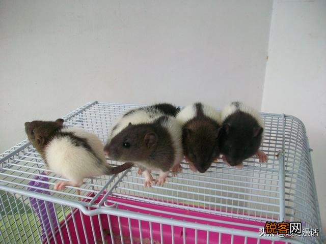 《猫和老鼠》里的杰瑞、汤姆、泰菲和斯派克,放现实中都是什么品种的动物？