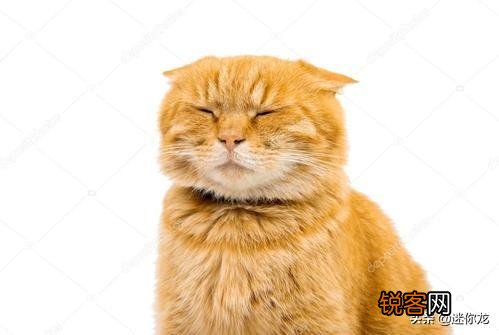 《猫和老鼠》里的杰瑞、汤姆、泰菲和斯派克,放现实中都是什么品种的动物？