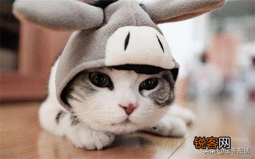 《猫和老鼠》里的杰瑞、汤姆、泰菲和斯派克,放现实中都是什么品种的动物？