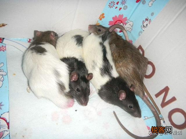 《猫和老鼠》里的杰瑞、汤姆、泰菲和斯派克,放现实中都是什么品种的动物？