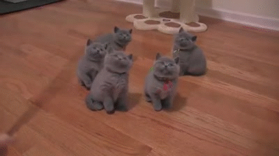 《猫和老鼠》里的杰瑞、汤姆、泰菲和斯派克,放现实中都是什么品种的动物？