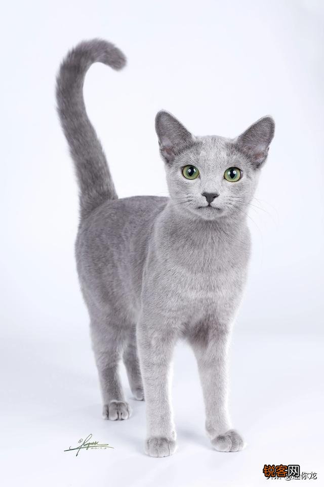 《猫和老鼠》里的杰瑞、汤姆、泰菲和斯派克,放现实中都是什么品种的动物？