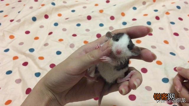 《猫和老鼠》里的杰瑞、汤姆、泰菲和斯派克,放现实中都是什么品种的动物？