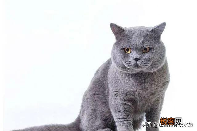 蓝猫的价格与推荐购买的猫龄大概是多少,饲养难度是属于几级？