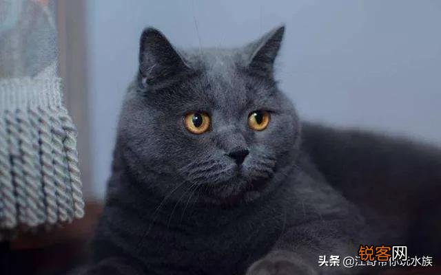 蓝猫的价格与推荐购买的猫龄大概是多少,饲养难度是属于几级？