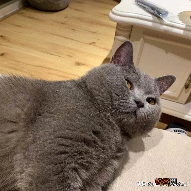 蓝猫的价格与推荐购买的猫龄大概是多少,饲养难度是属于几级？