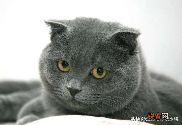 蓝猫的价格与推荐购买的猫龄大概是多少,饲养难度是属于几级？