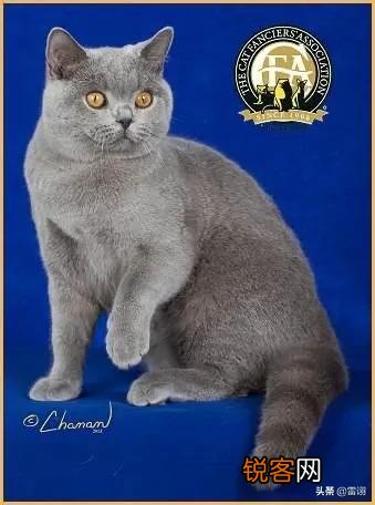 蓝猫的价格与推荐购买的猫龄大概是多少,饲养难度是属于几级？