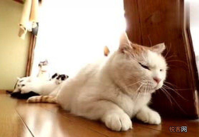 怎么带猫出去玩