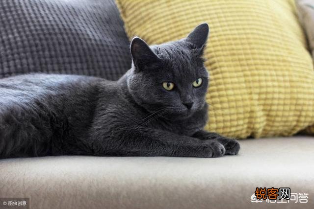 动画片《猫和老鼠》中的汤姆是一只什么猫？为什么？