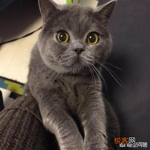 动画片《猫和老鼠》中的汤姆是一只什么猫？为什么？