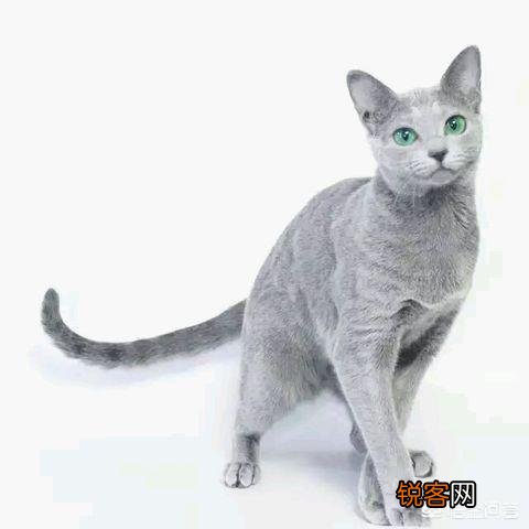 动画片《猫和老鼠》中的汤姆是一只什么猫？为什么？