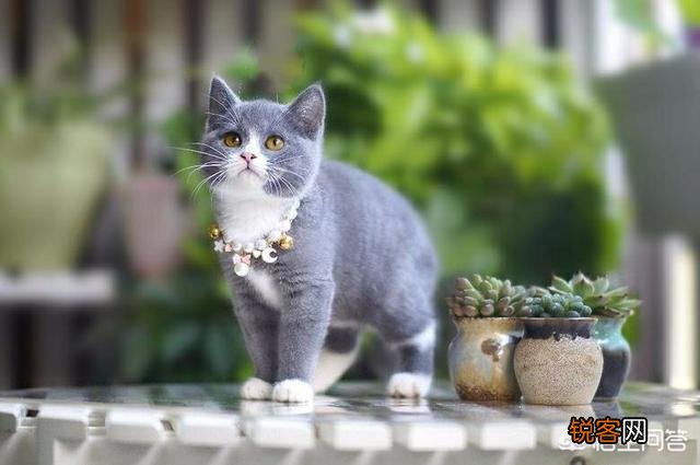 动画片《猫和老鼠》中的汤姆是一只什么猫？为什么？