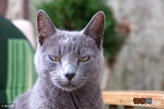 动画片《猫和老鼠》中的汤姆是一只什么猫？为什么？