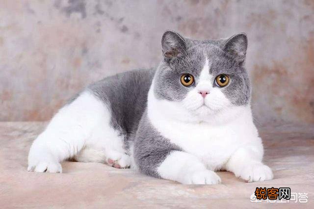 动画片《猫和老鼠》中的汤姆是一只什么猫？为什么？