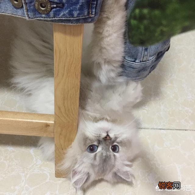 哪种猫咪最亲近人最好养？