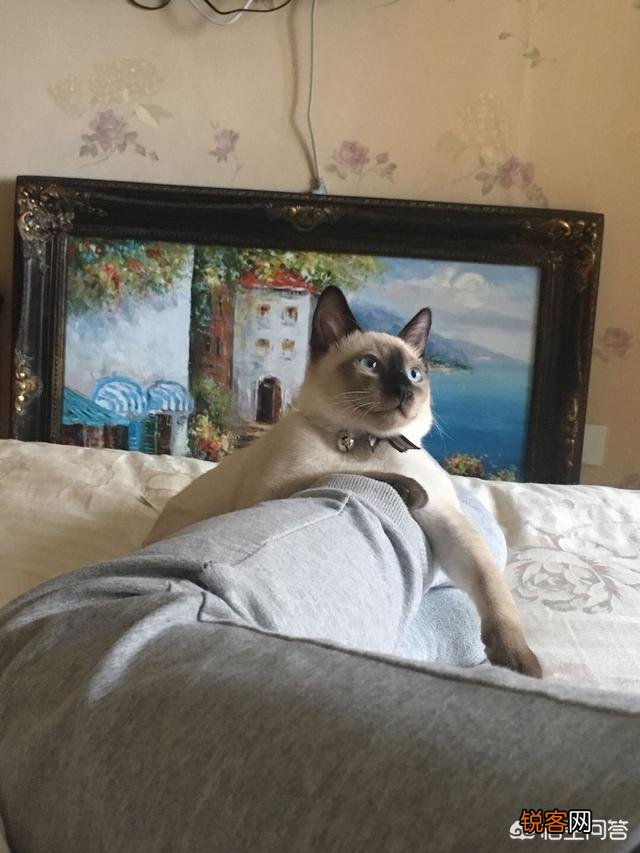 哪种猫咪最亲近人最好养？