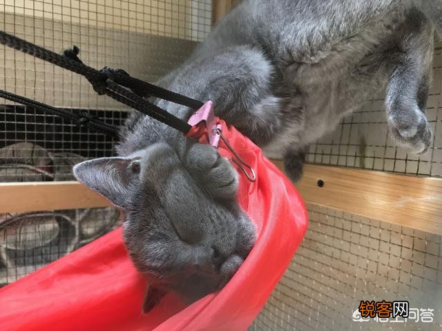 哪种猫咪最亲近人最好养？