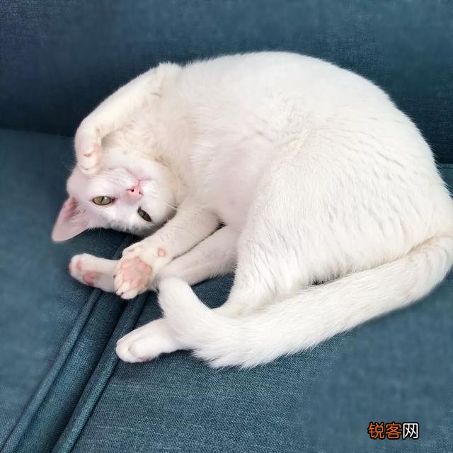 哪种猫咪最亲近人最好养？