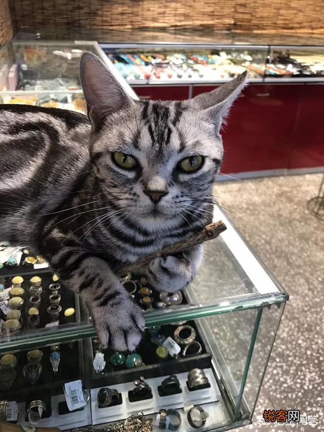 哪种猫咪最亲近人最好养？