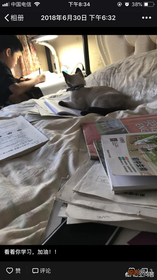 哪种猫咪最亲近人最好养？