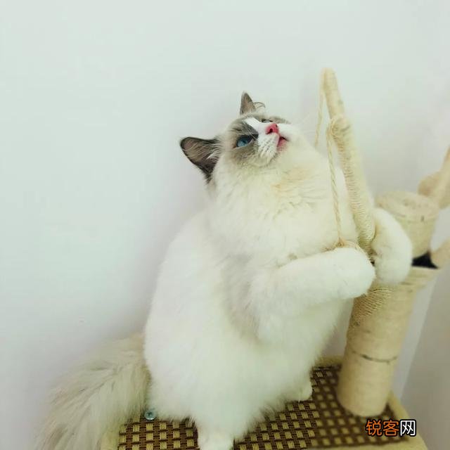 哪种猫咪最亲近人最好养？