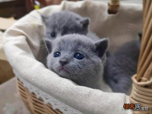 大家看看我家的这是什么品种的猫,是蓝短吗？