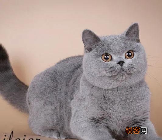 大家看看我家的这是什么品种的猫,是蓝短吗？
