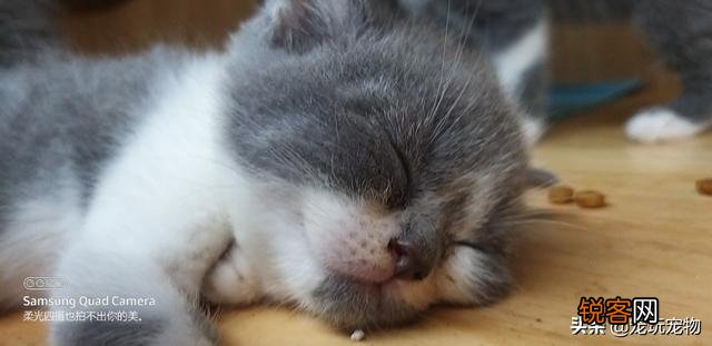 大家看看我家的这是什么品种的猫,是蓝短吗？