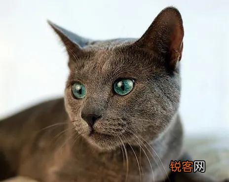 大家看看我家的这是什么品种的猫,是蓝短吗？