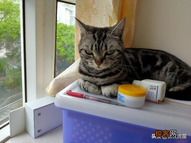 大家看看我家的这是什么品种的猫,是蓝短吗？