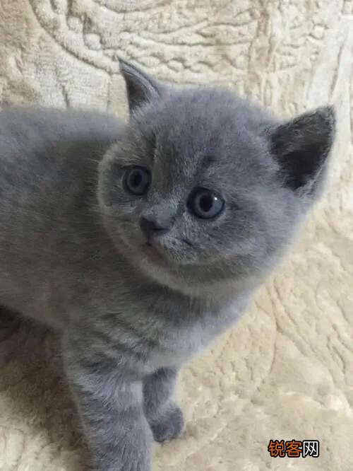 大家看看我家的这是什么品种的猫,是蓝短吗？