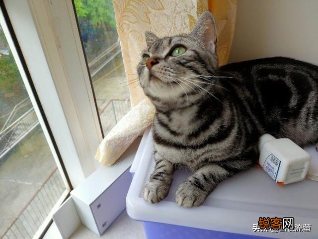 大家看看我家的这是什么品种的猫,是蓝短吗？
