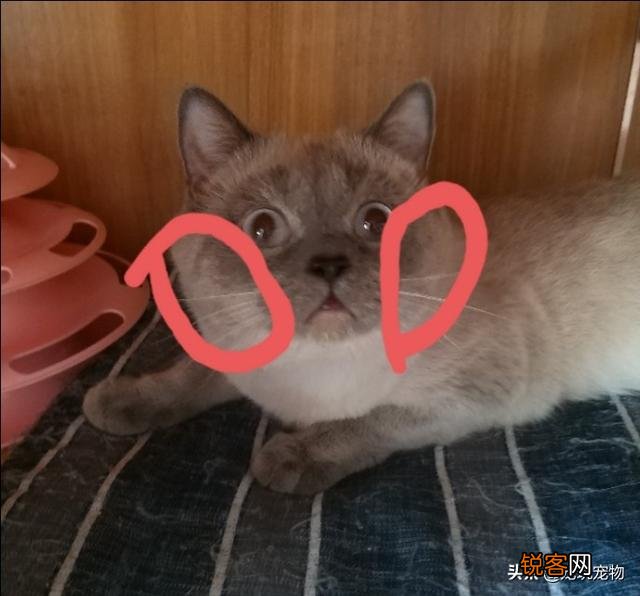 大家看看我家的这是什么品种的猫,是蓝短吗？