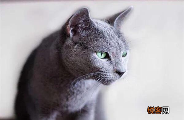 大家看看我家的这是什么品种的猫,是蓝短吗？