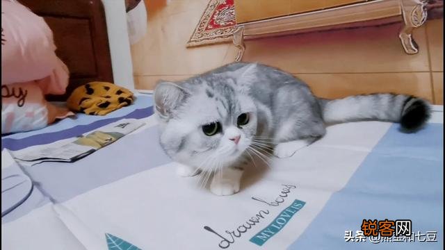 英短、俄罗斯蓝猫和沙特尔猫这三种猫的区别在哪里？