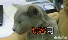 英短、俄罗斯蓝猫和沙特尔猫这三种猫的区别在哪里？