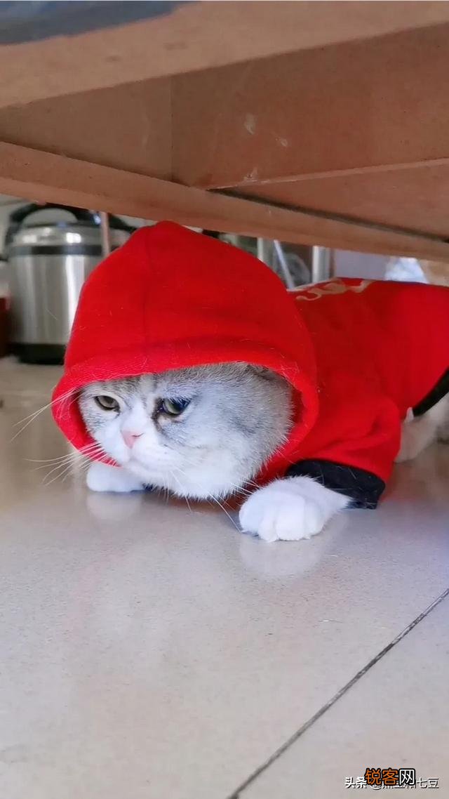 英短、俄罗斯蓝猫和沙特尔猫这三种猫的区别在哪里？
