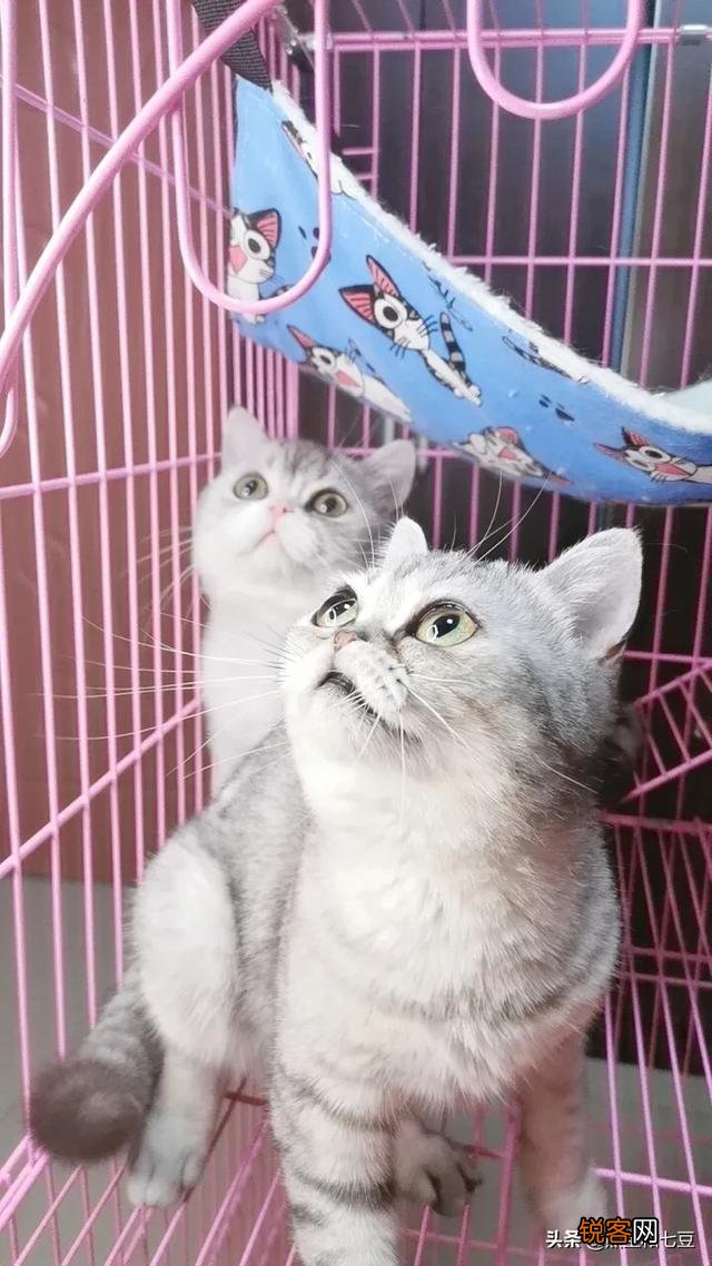 英短、俄罗斯蓝猫和沙特尔猫这三种猫的区别在哪里？