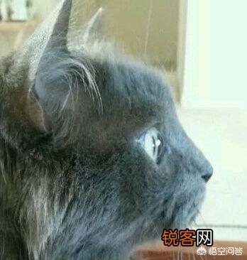 英短、俄罗斯蓝猫和沙特尔猫这三种猫的区别在哪里？