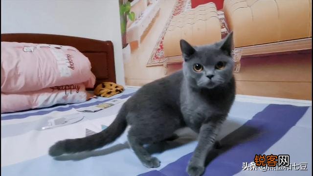 英短、俄罗斯蓝猫和沙特尔猫这三种猫的区别在哪里？