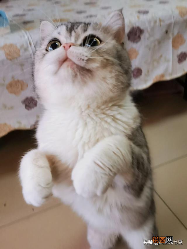 英短、俄罗斯蓝猫和沙特尔猫这三种猫的区别在哪里？