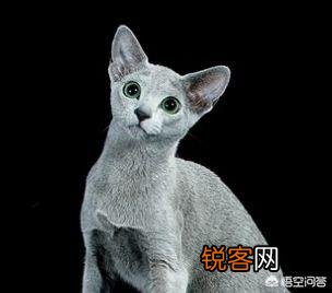 英短、俄罗斯蓝猫和沙特尔猫这三种猫的区别在哪里？