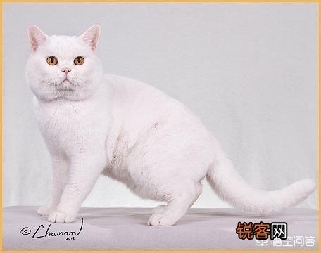 英短、俄罗斯蓝猫和沙特尔猫这三种猫的区别在哪里？