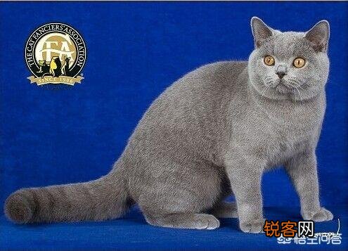 英短、俄罗斯蓝猫和沙特尔猫这三种猫的区别在哪里？