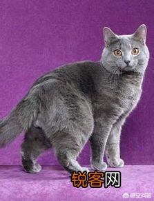 英短、俄罗斯蓝猫和沙特尔猫这三种猫的区别在哪里？