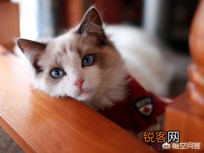 怎么判断猫咪是长毛还是短毛？