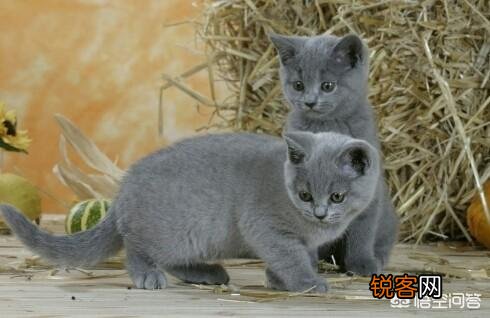 怎么判断猫咪是长毛还是短毛？