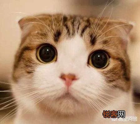 怎么判断猫咪是长毛还是短毛？